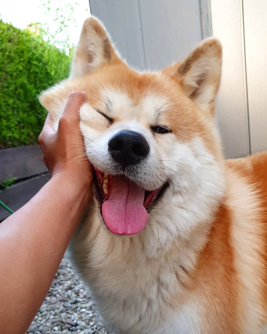 hand of a man squeezing the cheeks of a smiling Akita Inu standing in the garden