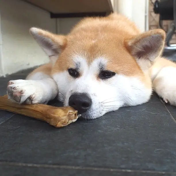 A Akita Inu lying on the floor with its bone treat in front of him and under his paw