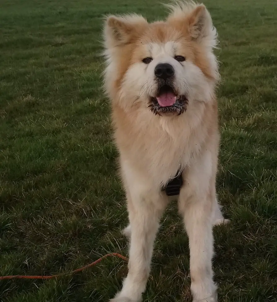 An Akita Inu standing on the grass with its mouth slightly open