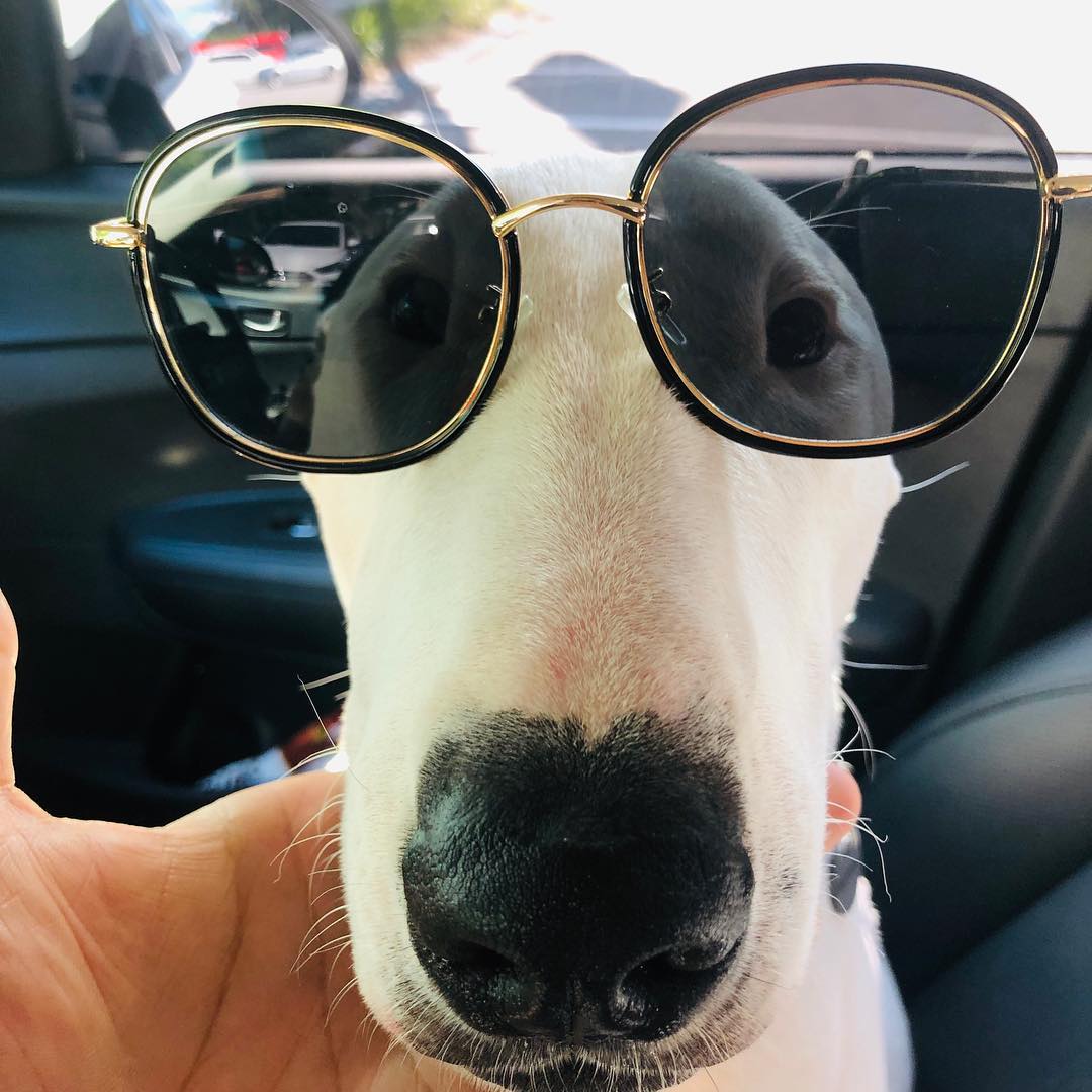 A Bull Terrier sitting inside the passenger seat while wearing sunglasses