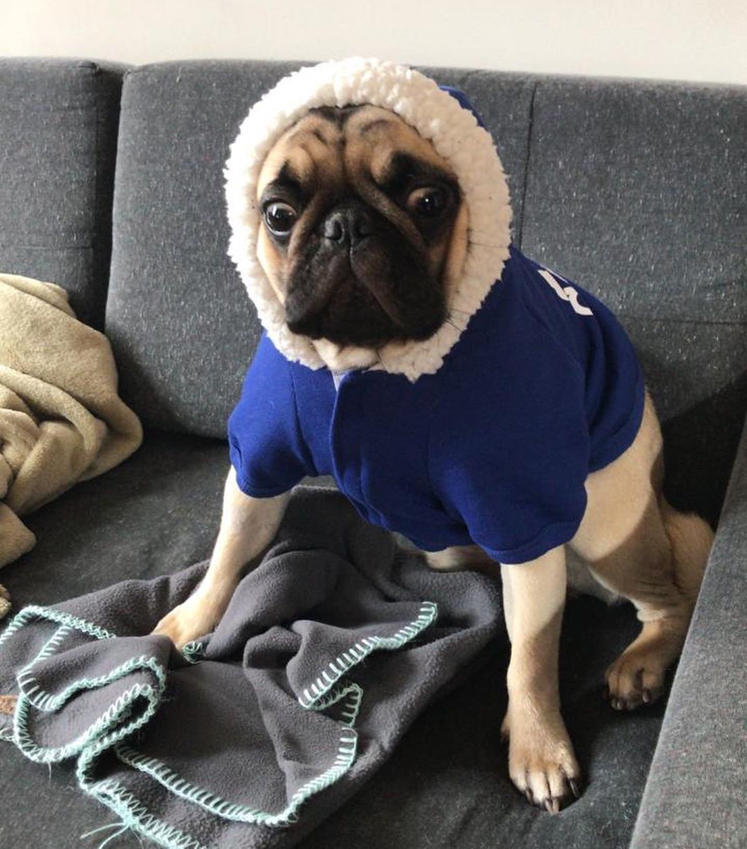 A Pug on the couch in its winter jacket