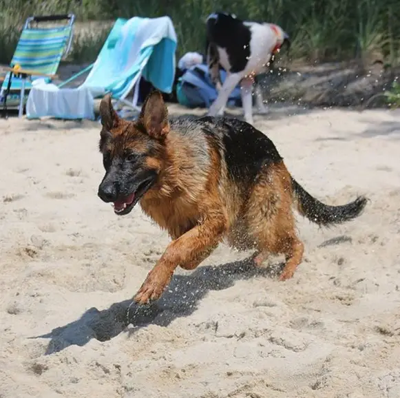A German Shepherd running in the sand at the beach