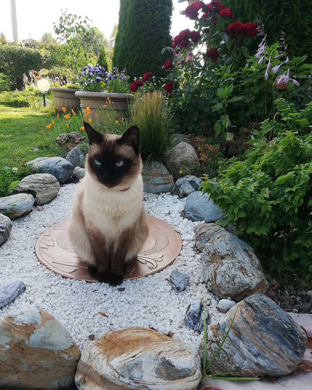 Siamese Cat sitting on top of a circle metal placed on the pebbles in the garden