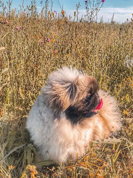 A Pekingese standing in the field while looking sideways with its tongue out
