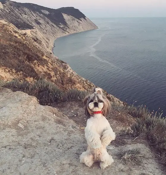 Shih Tzu doing a sitting pretty on the cliff with the view of the ocean behind
