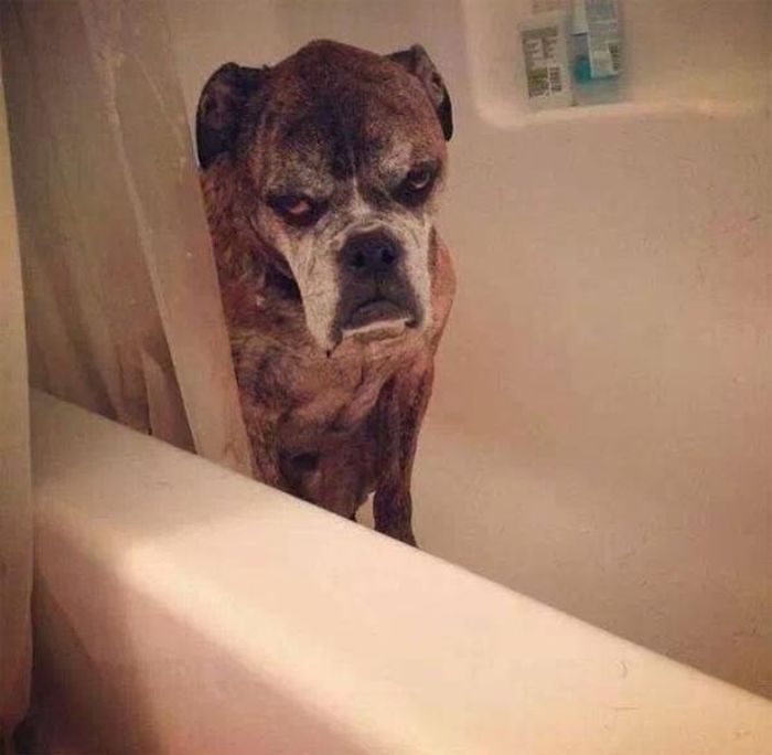 A Boxer inside the bathtub with its angry face