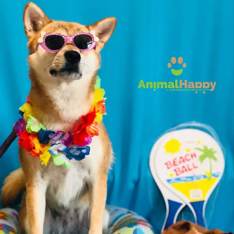 An Akita Inu in its summer outfit while sitting on a ring floatie