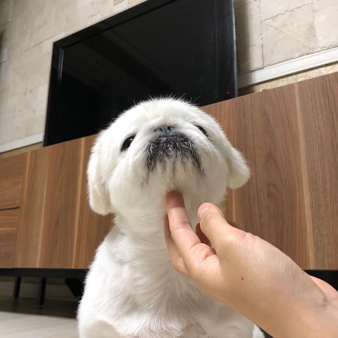 hand of a person massaging the chin of a Pekingese sitting on the floor