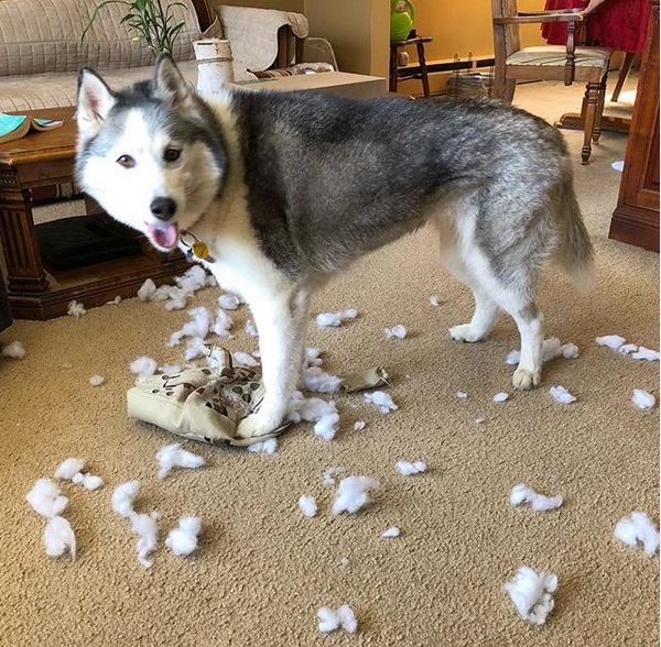 A Husky husky standing with torn foam fillers on the floor around him