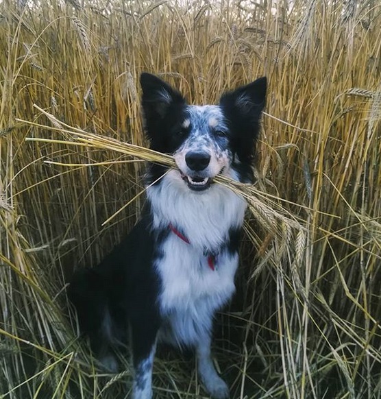 A Border Collie sitting in the field with a bunch of grass in its mouth