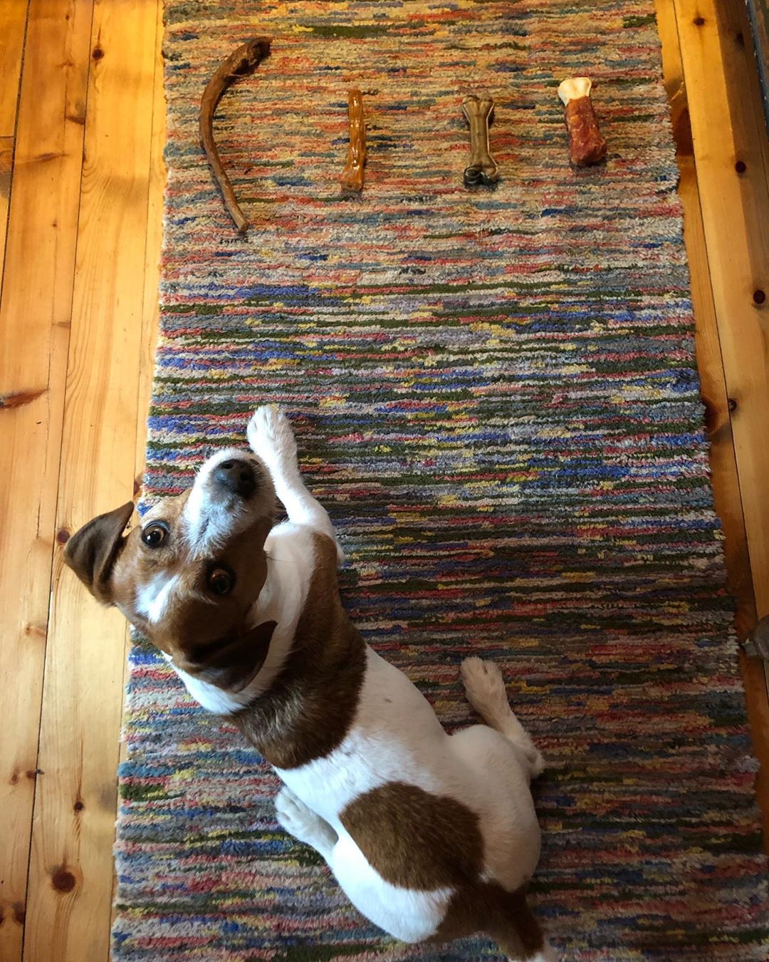 A Jack Russell sitting on the floor in front of its bone treats