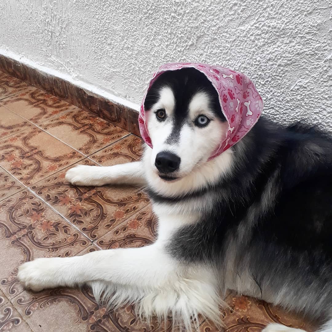 A Husky lying on the floor