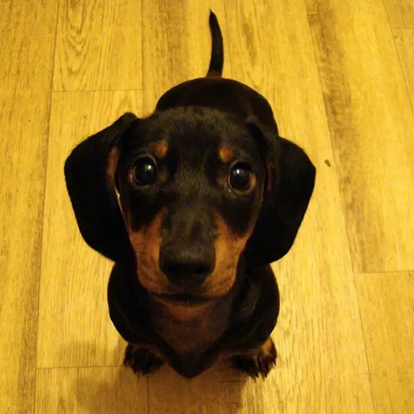 A Dachshund sitting on the wooden floor with its begging face