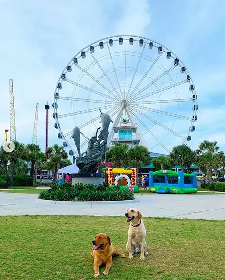 two Labrador at the park with ferris wheel behind them