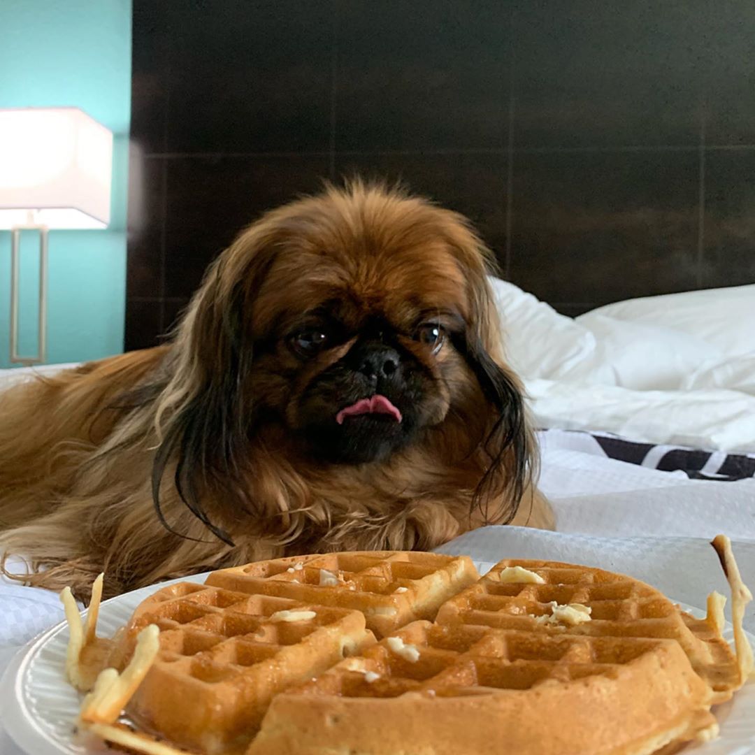A Pekingese licking its mouth while lying on the bed behind the waffle on a plate
