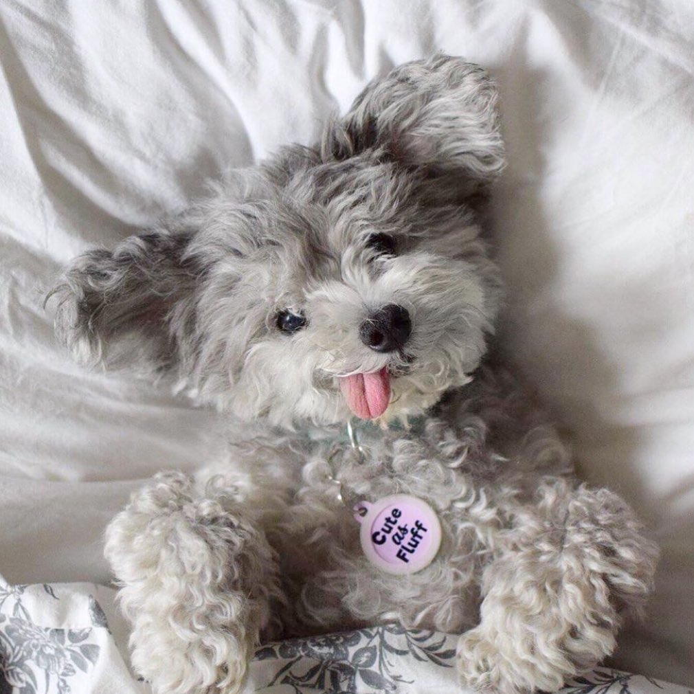 A Poodle puppy lying on the bed with its tongue sticking out on the side of its mouth