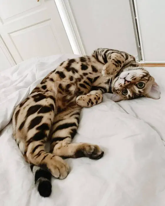 Bengal Cat lying on the bed
