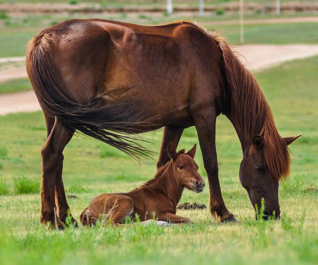 adult and young horse eating green grass