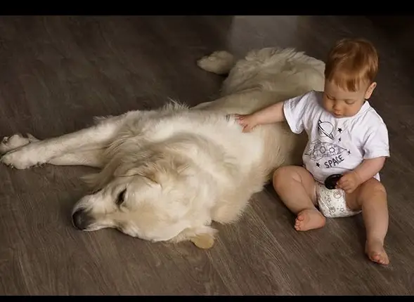 A white Golden Retriever sleeping on the floor with a baby sitting next to him