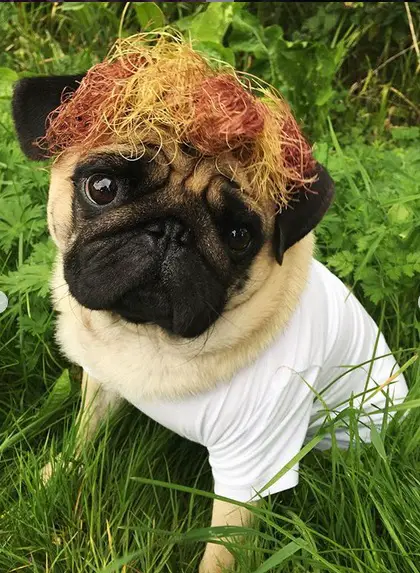 Pug sitting on the green grass with a yellow and red grass on top of its head