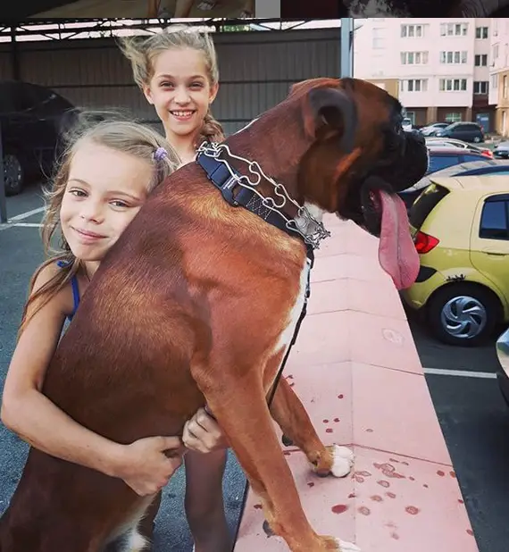 a girl in the parking lot hugging a Boxer while another girl is standing behind