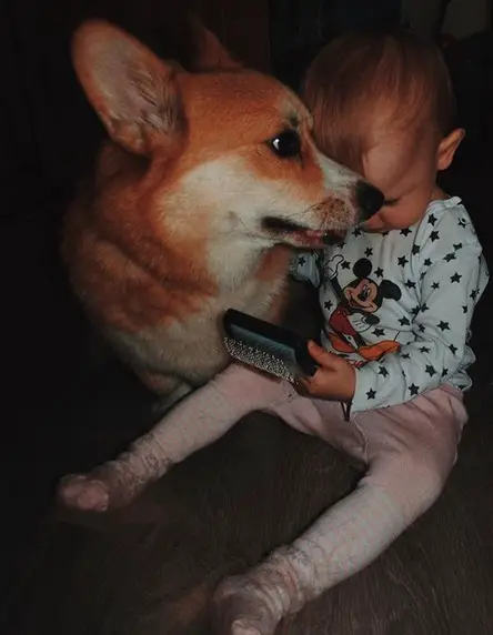 A Corgi lying on the couch next to toddler