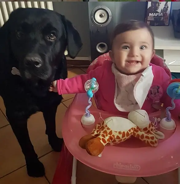 A Labrador standing next to the baby in her walker