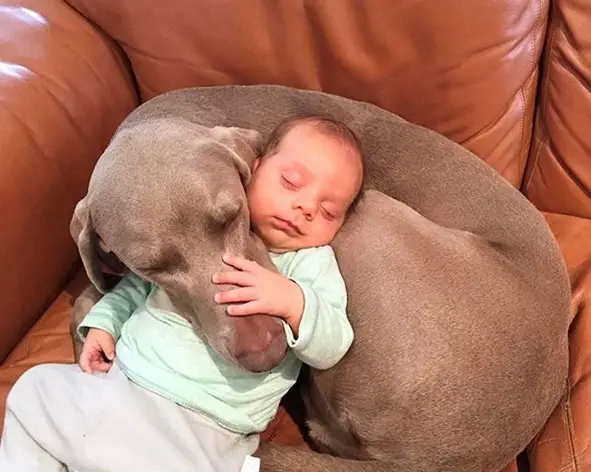 A Weimaraner sleeping on the couch with its head on the body of the baby sleeping on its body