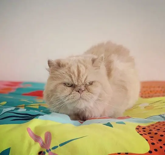 Persian Cat on the bed with its grumpy face