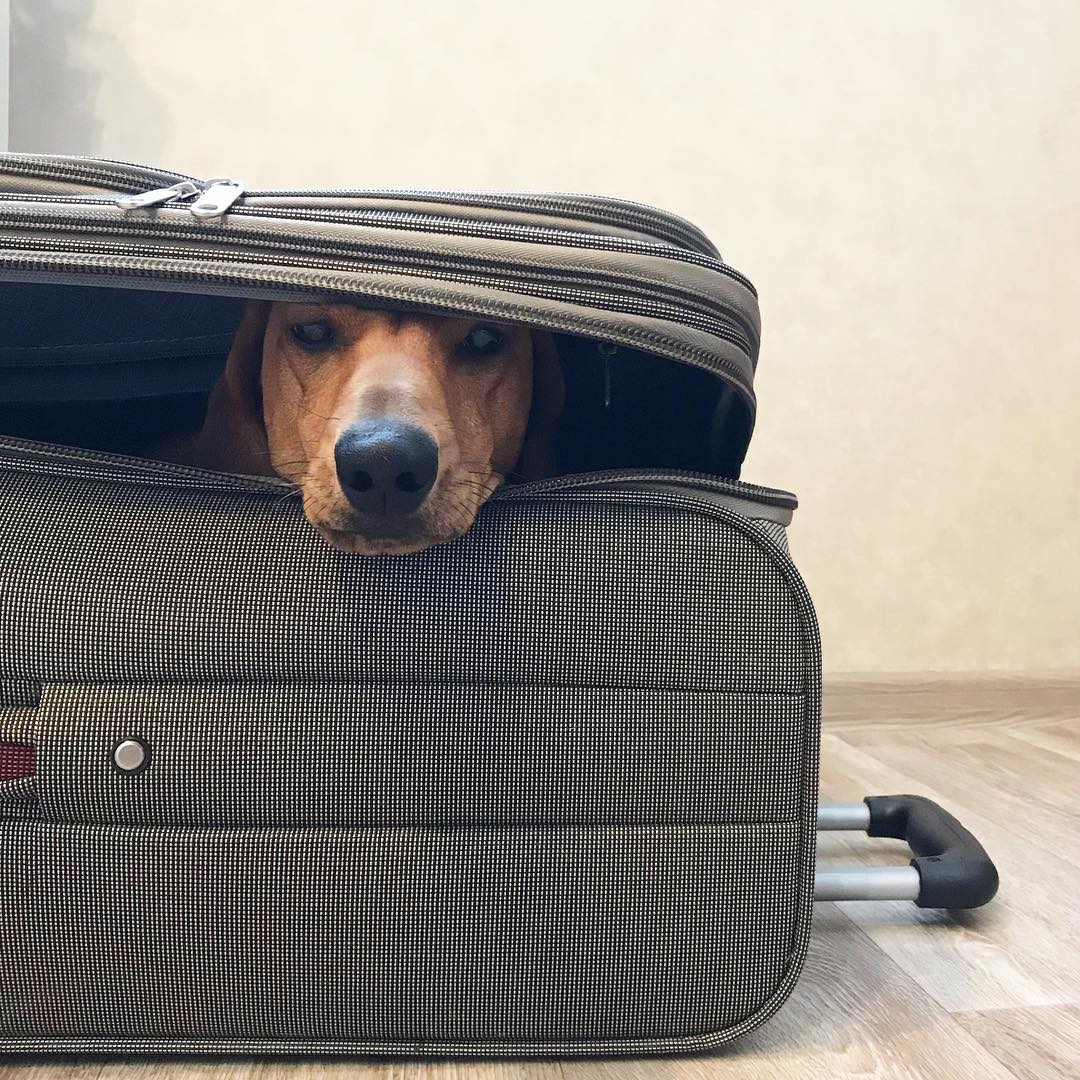 Dachshund inside the suit case