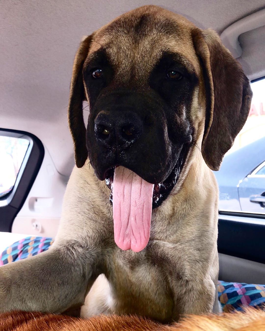 A Mastiff in the car trunk with its tongue out