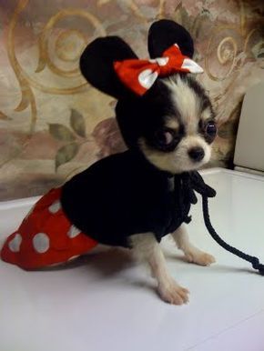 Chihuahua in her mickey mouse outfit