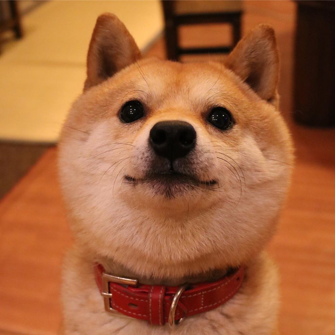 A Shiba Inu sitting on the floor with its begging face