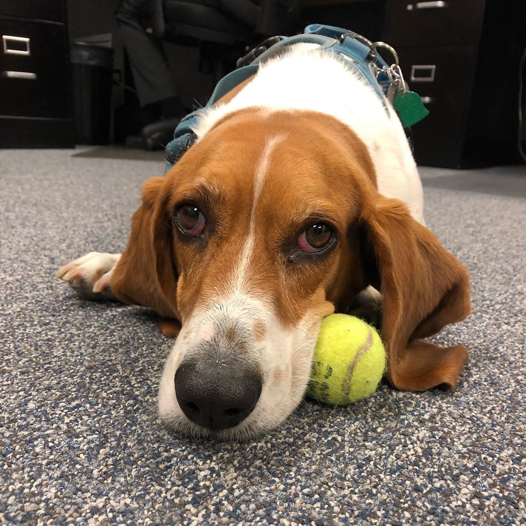 A Basset Hound lying down on the floor with a tennis ball