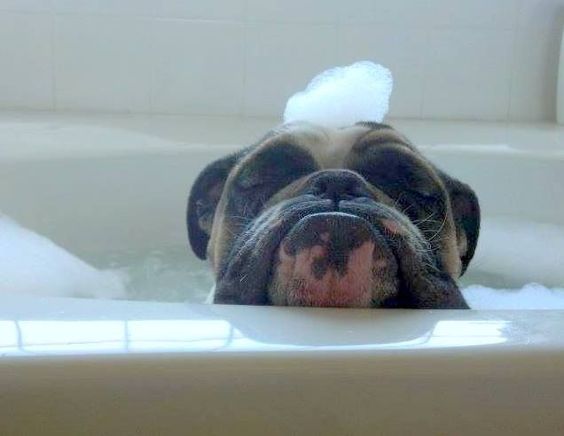A Boxer sleeping inside the bathtub with a bubble on top of him
