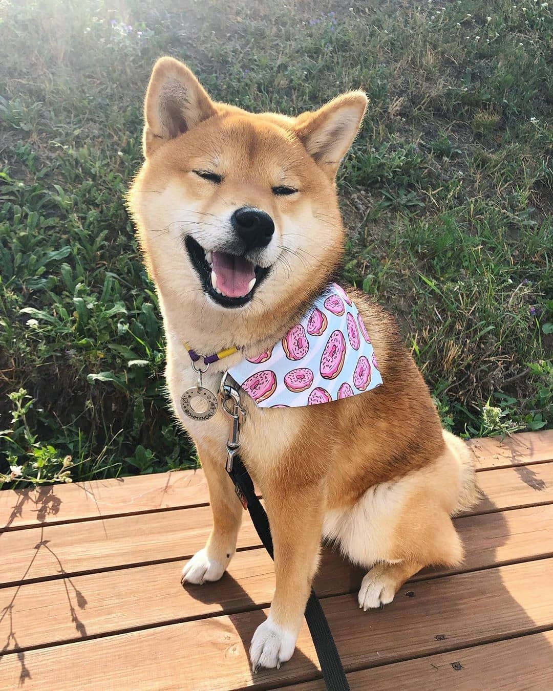 A Shiba Inu sitting on top of the wooden bench at the park while smiling