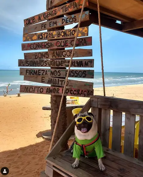Pug sitting on a wooden bench while wearing a shirt and sunglasses at the beach