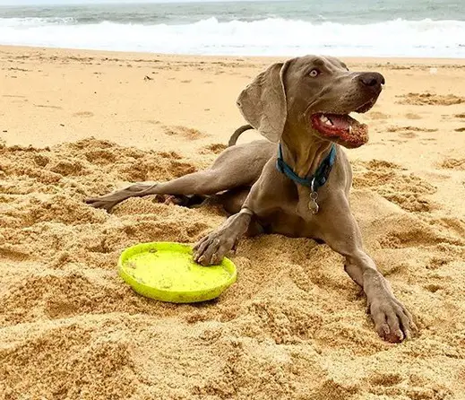 A Weimaraner lying in the sand with its frisbee