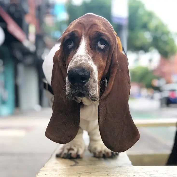 A Basset Hound standing on top of the concrete bench in the street