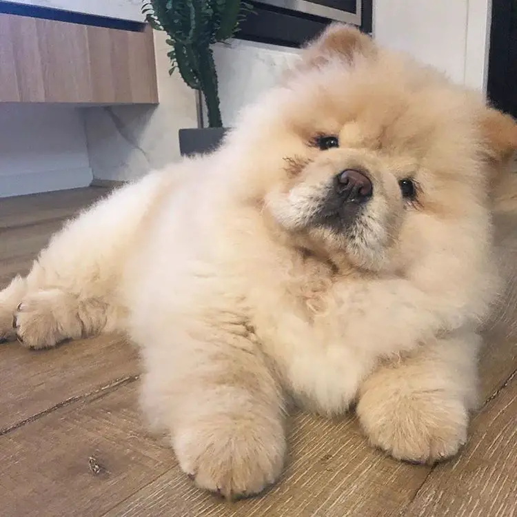 A Chow Chow puppy lying on the floor