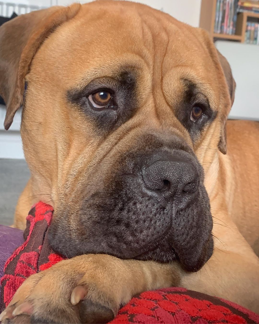 A Mastiff lying on the couch with its sad face