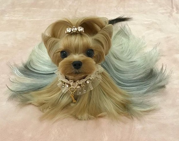 A Yorkshire Terrier in a queen look with her perfect hair, pretty collar and a diamond tie on top of its head