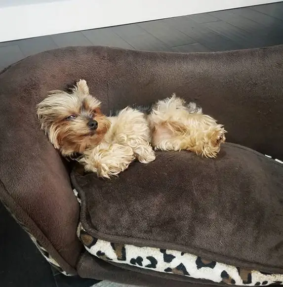 A Yorkshire Terrier lying on to top of the pillow on the couch
