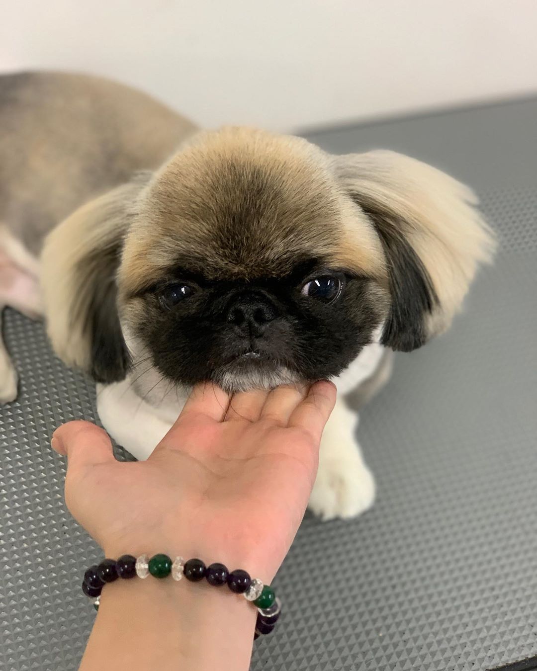 A Pekingese standing on the grooming table with its face on top of the hand of a person