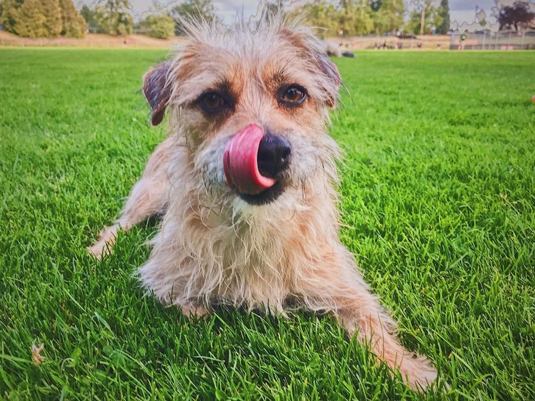 A Jack Russell lying on the grass while licking its mouth