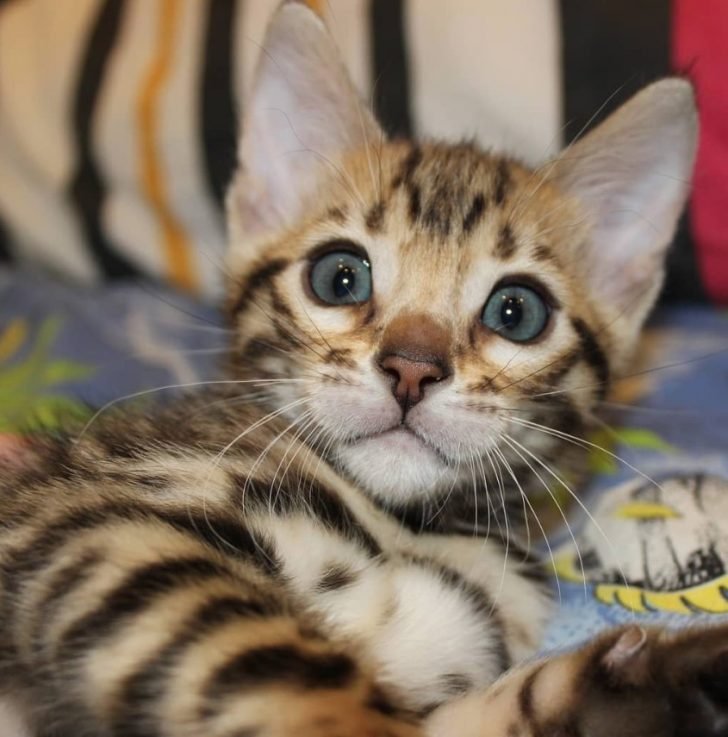12 Things Bengal Cats Should Never Eat! The Paws