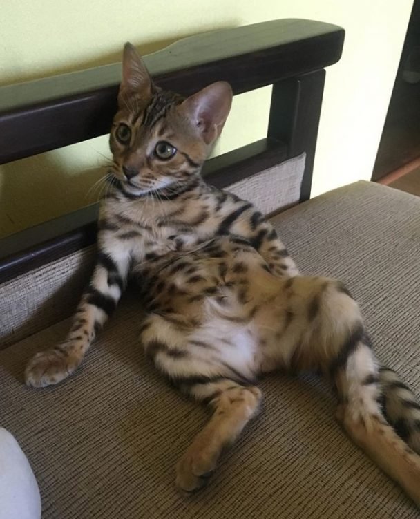 12 Things Bengal Cats Should Never Eat! The Paws