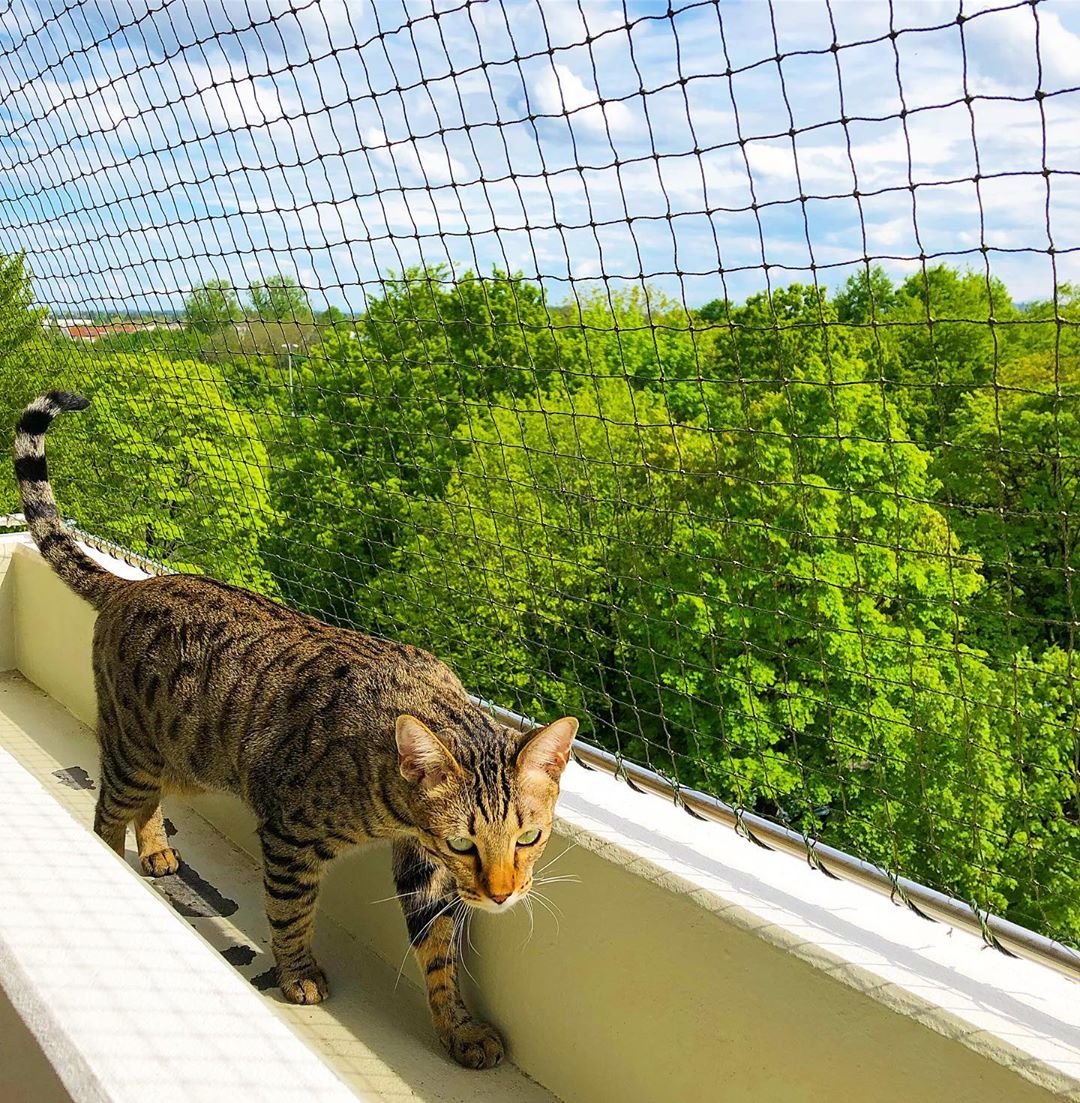 Bengal Cat walking along the sides of the mesh fence