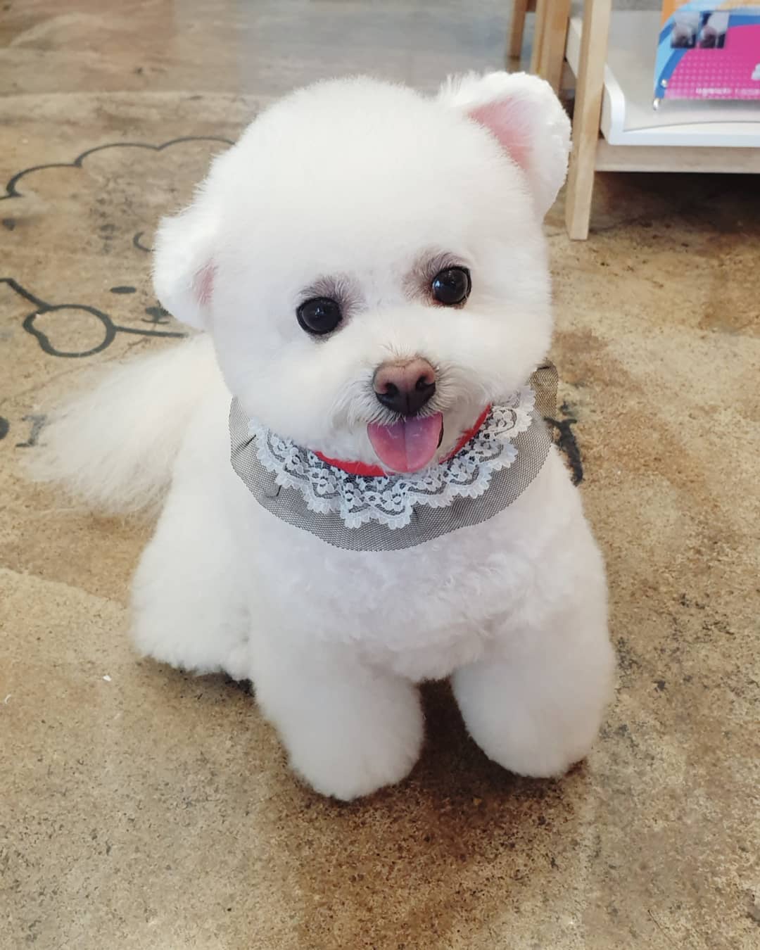 adorable Bichon Frise standing on the floor sticking its tongue out with its one ear up and the other one down