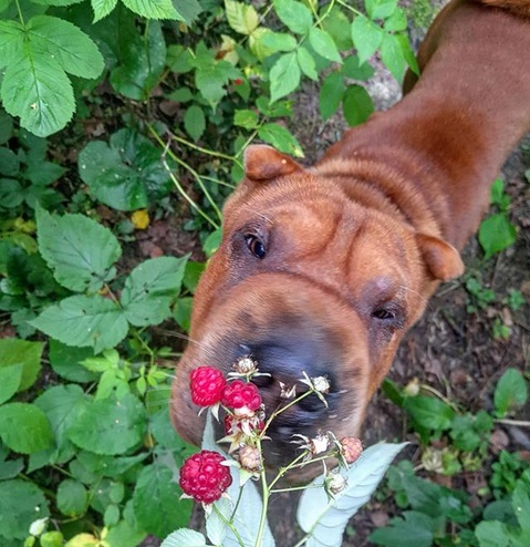 A Shar Pei standing in the garden while smelling the berries
